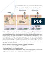 Linfocitos y marcadores fenotípicos