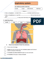 Respiratory system explained