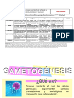 Infografía Gametogégesis