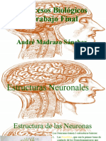 Procesos biológicos neuronales y gliales