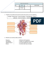 Ficha de aplicación sobre el sistema circulatorio