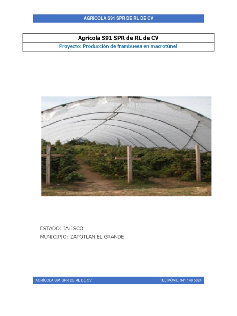 Perfil de Proyecto de Frambuesa | PDF | México | Tasa interna de retorno, image size:768x1024