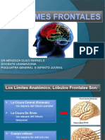 Clase 2.1 Neuroanatomia Sind Frontales