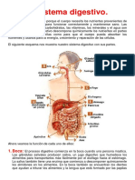 Ficha Informativa - El Sistema Digestivo