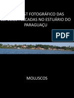 Guia de ID do pescado  do Paraguaçu