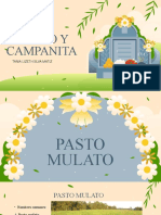 Pastos Mulato y Campanita