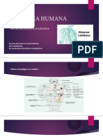 Anatomia Humana - Sistema Imunológico