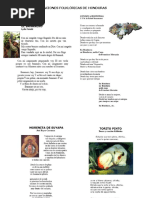 Letra de la Canción Folklórica 