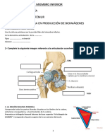 2-T.P Coxal-Femur