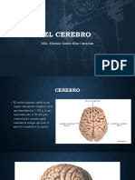 El Cerebro