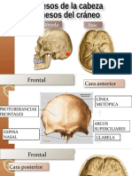 Cráneo