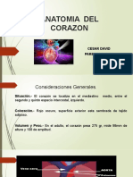 Anatomia Del Corazon