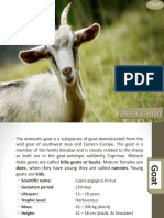 Goat Facts: Learn About Goat Domestication, Breeds and Population