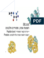 org lesson 26B פוליפפטידים ומבנה חלבון ראשוני ושניוני