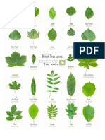 UK Tree Leaf ID