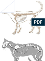 Animales Vertebrados