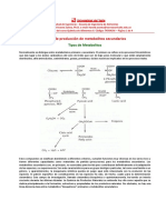 Rutas de Producción de Metabolitos Secundarios