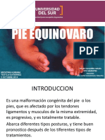 Pie Equino