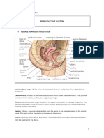 Reproductive System: Ingles Medico Ii - Clase 8