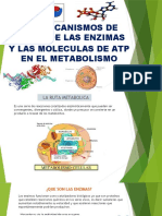 Los mecanismos de acción de las enzimas y ATP en el metabolismo celular