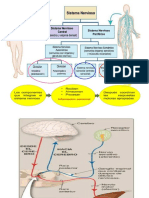 Sistema Nervioso Reflejos IngBM 2022-2