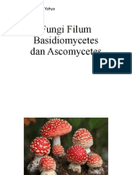 Muh. Hamdan Yahya - Tugas Fungi