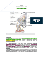 Tema 4 Plexo Lumbar y Sacro