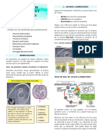 Nematodos Parasitologia ?