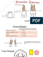 Primer Premolar Superior