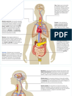 Sistema Endocrino