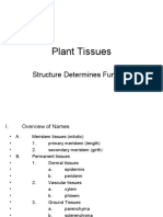 Plant Tissue Functions