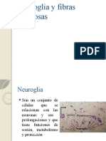 03neuroglia y Fibras Nerviosascorr