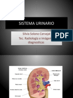 Sistema Urinario