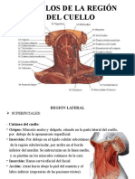 Musculos Del Cuello