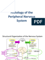 Histology of The Peripheral Nervous System