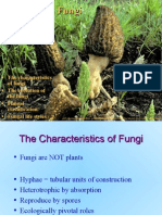 Biologi: Fungi