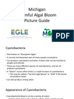 Michigan Harmful Algal Bloom Picture Guide