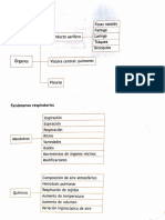 Sistema Respiratorio