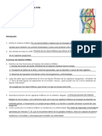 Formación y Circulación de La Linfa