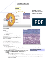 Sistema Urinario