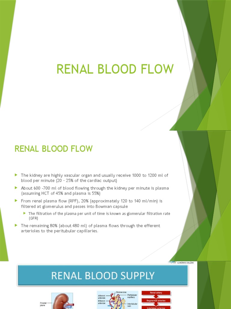 Renal Blood Flow | PDF | Angiotensin | Kidney