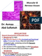 Muscular & Nervous Tissues: DR: Asmaa Abd Ealfattah