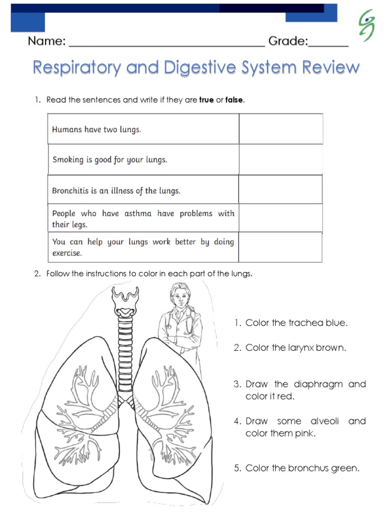 Respiratory and Digestive System Review | PDF