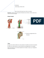 Músculos de La Cara Anterior Del Brazo