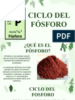 Ciclo Del Fosforo