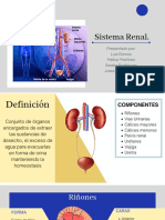 Sistema Renal