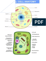 Plant & Animal Cell