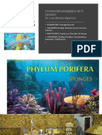 Phyllum Porifera