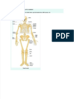 PDF Morfologia Del Esqueleto Humano Compress