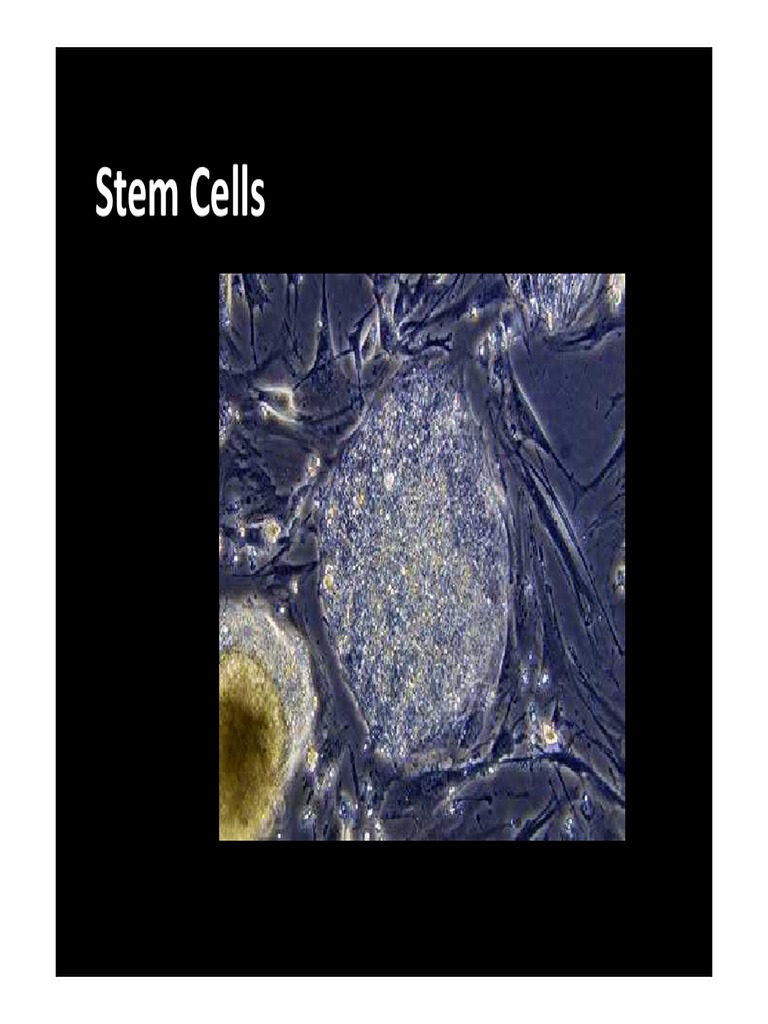 Stem Cell Powerpoint With Teacher Notes | PDF | Cell Potency | Stem Cell